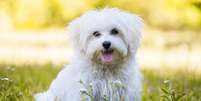 Os cachorros de pequeno porte são adoráveis Foto: Dora Zett | Shutterstock / Portal EdiCase