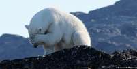Verões cada vez mais longos no Ártico forçam ursos a passar mais tempo em terra, onde correm o risco de passar fome  Foto: DW / Deutsche Welle