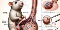 Órgão sexual do animal tem quase o dobro do tamanho do rato  Foto: FRONTIERS /  reprodução