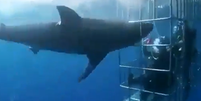 Tubarão-branco morre ao tentar atacar gaiola com mergulhadores nas Maldivas Foto: Reprodução/Redes Sociais
