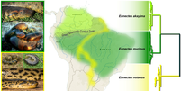 Nova espécie de sucuri é descoberta na Amazônia, após análise genômica (Imagem: Rivas et al., 2024/MDPI Diversity)  Foto: Canaltech