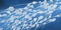 Testículos criados em laboratório talvez possam produzir espermatozoides (Imagem: iLexx/envato)  Foto: Canaltech