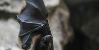Morcego  Foto: Wirestock via Freepik 