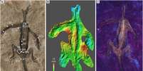 O fóssil foi analisado sob luz UV e com diversas técnicas não-invasivas, mostrando ser coberto de tinta (Imagem: Rossi et al./Palaeontology)  Foto: Canaltech