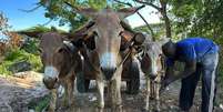Os jumentos são considerados parte essencial da vida de muitas comunidades rurais pelo mundo  Foto: The Donkey Sanctuary / BBC News Brasil