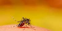 Aedes aegypti, o mosquito transmissor da dengue  Foto: iStock