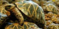 As tartarugas-estrelada-indiana estão a um passo da extinção  Foto: Reprodução/Reuters