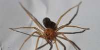 Exemplar de aranha-marrom, ou aranha-violino  Foto: Reprodução/Wikicommons