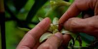 Todas as plantas de baunilha cultivadas no mundo hoje são polinizadas manualmente, uma tarefa extremamente trabalhosa Foto: GETTY IMAGES / BBC News Brasil