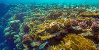 ecossistema marinho com recife de até 60 metros de altura é descoberto na costa do ES  Foto: Foto: Istock