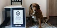 Bobi, até então o cão mais velho do mundo, perdeu o título por falta de evidências Foto: Divulgação Guinness