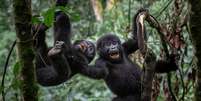 Alguns animais podem usar humor para fortalecer os laços com seus semelhantes  Foto: Getty Images / BBC News Brasil