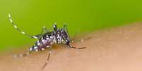 Saiba os principais mitos sobre a dengue  Foto: Shutterstock / Alto Astral