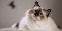 O gato birmanês é originário do sudeste asiático Foto: Viacheslav Lopatin | Shutterstock / Portal EdiCase