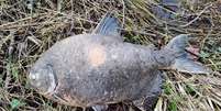 Pacu é encontrado em lago no interior da Irlanda e intriga pesquisadores Foto: Reprodução/Steve Clinch