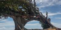 'Árvore do Amor' de 300 anos é vandalizada em praia do Rio Grande do Norte  Foto: Divulgação/Idema