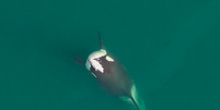 Orcas foram flagradas com 'chapéus' de salmão  Foto: Ocean Wise Research, DFO Marine Mammal License MML18