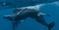 Baleias macho acasalam em novo registro (Imagem: Stack et al, 2024/Marine Mammal Science)  Foto: Canaltech