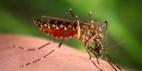 Chikungunya e dengue provocam sintomas semelhantes, mas é preciso saber como diferenciá-las (Imagem: James Gathany/CDC)  Foto: Canaltech
