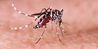 Saiba como afastar o mosquito da dengue de casa  Foto: Shutterstock / Alto Astral