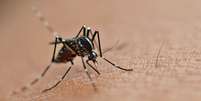Dengue pode ser mais perigosa para cardiopatas; entenda  Foto: Shutterstock / Saúde em Dia