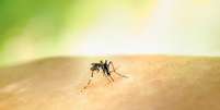 Repelente tem sido usado para afastar o mosquito da dengue (Imagem: National Institute of Allergy/Unsplash)  Foto: Canaltech