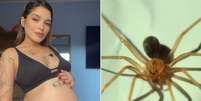 Gr&aacute;vida foi picada por aranha venenosa ap&oacute;s limpar o quarto em Apia&iacute; (SP)  Foto: Arquivo pessoal e Dom&iacute;nio P&uacute;blico (imagem ilustrativa) / Perfil Brasil