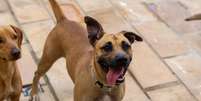 A adoção de um cachorro vira-lata pode ser benéfica para o animal e para o tutor  Foto: Higor Miranda | Shutterstock / Portal EdiCase
