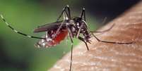 Doença é transmitida pelo mosquito Aedes aegypti  Foto: Estadão / Estadão
