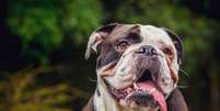 Algumas raças de cachorro podem custar bem caro  Foto: Laurent Renault | Shutterstock / Portal EdiCase