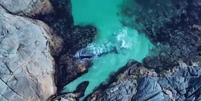 Vídeo mostra resgate de baleia em Arraial do Cabo, RJ  Foto: Marcelo Gah/Funtec Ambiental