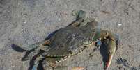 Siri&nbsp;da esp&eacute;cie Callinectes sapidus (Imagem: Jarek Tuszyński/Wikimedia Commons)  Foto: Canaltech