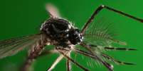 A doença transmitida pelo Aedes aegypti já causou mais de 1 milhão de casos no Brasil em 2024  Foto: Getty Images / BBC News Brasil