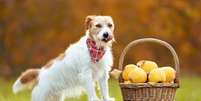 Oferecer frutas que não são digeridas pelo organismo do cão afeta a sua saúde  Foto: Reddogs | Shutterstock / Portal EdiCase