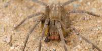 Conhecida pelo veneno mortal, a aranha-armadeira pica criança de 3 anos em Minas Gerais (Imagem: Rodrigo Tetsuo Argenton/CC-BY-4.0)  Foto: Canaltech