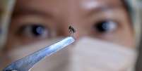 Mosquitos 'Aedes aegypti' são vetor de transmissão da dengue  Foto: Getty / BBC News Brasil