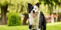 É possível educar um cachorro e torná-lo bem-comportado  Foto: Arnold.Petersen | Shutterstock / Portal EdiCase