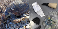 A hipótese mais provável é de que as tartarugas ingiram os plásticos que mais se assemelham aos seus alimentos  Foto: Divulgação/ Universidade de Exeter