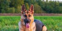 Cachorros da raça pastor alemão são fáceis de cuidar   Foto: Barat Roland | Shutterstock / Portal EdiCase