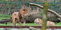 Leão ataca e mata fêmea em zoológico na Bélgica  Foto: Reprodução/Redes Sociais