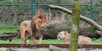 Leão ataca e mata fêmea em zoológico na Bélgica Foto: Reprodução/Redes Sociais