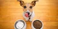 É importante se atentar aos alimentos oferecidos aos pets, pois alguns oferecem riscos à saúde deles  Foto: Vibe Images | Shutterstock / Portal EdiCase