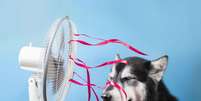 O calor extremo pode colocar a saúde de cães e gatos em risco  Foto: Ellina Balioz | Shutterstock / Portal EdiCase