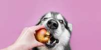 Algumas frutas podem ser benéficas para a saúde dos cachorros  Foto: Ellina Balioz | Shutterstock / Portal EdiCase