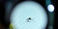 Aedes aegypti pode chegar à Europa, temem especialistas  Foto: EPA / Ansa - Brasil
