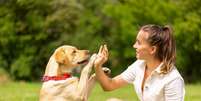 Educar os cachorros ajuda no desenvolvimento deles  Foto: sergey kolesnikov | Shutterstock / Portal EdiCase