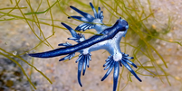 Os dragões azuis não são bom nadadores, mas seu mecanismo de defesa é poderoso  Foto: Getty Images / BBC News Brasil