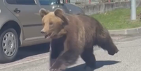 Urso à solta ataca cinco pessoas em destino turístico na Eurpa  Foto: Reprodução/Redes Sociais