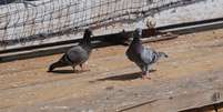 Pombos da espécie Columba livia. transitando pela cidade.   Foto: Foto: Istock