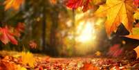 O outono é uma das estações do ano ideais para renovar as energias  Foto: Smileus | Shutterstock / Portal EdiCase